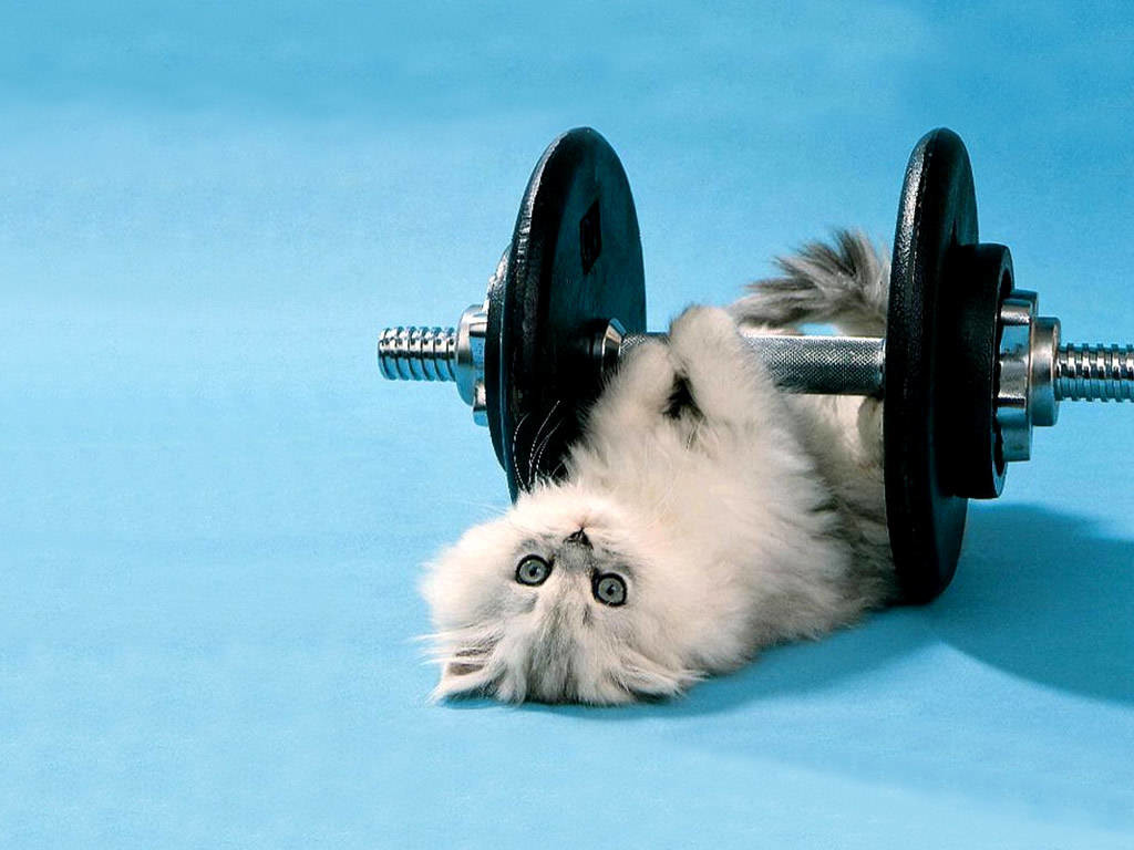 cat lifting weights