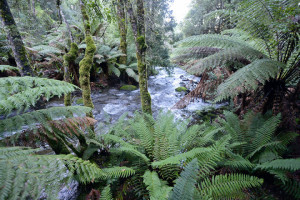 lemonthyme 15 ferns